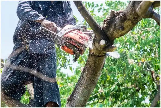 tree services Floresville